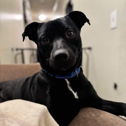 Timon, an adoptable Pit Bull Terrier, German Shepherd Dog in Brainerd, MN, 56401 | Photo Image 2