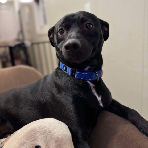 Timon, an adoptable Pit Bull Terrier, German Shepherd Dog in Brainerd, MN, 56401 | Photo Image 4