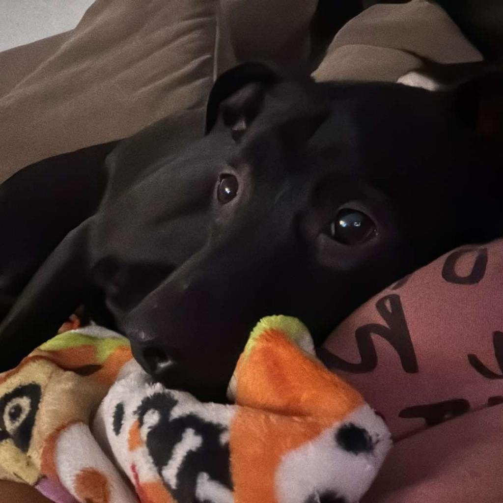 Timon, an adoptable Pit Bull Terrier, German Shepherd Dog in Brainerd, MN, 56401 | Photo Image 6