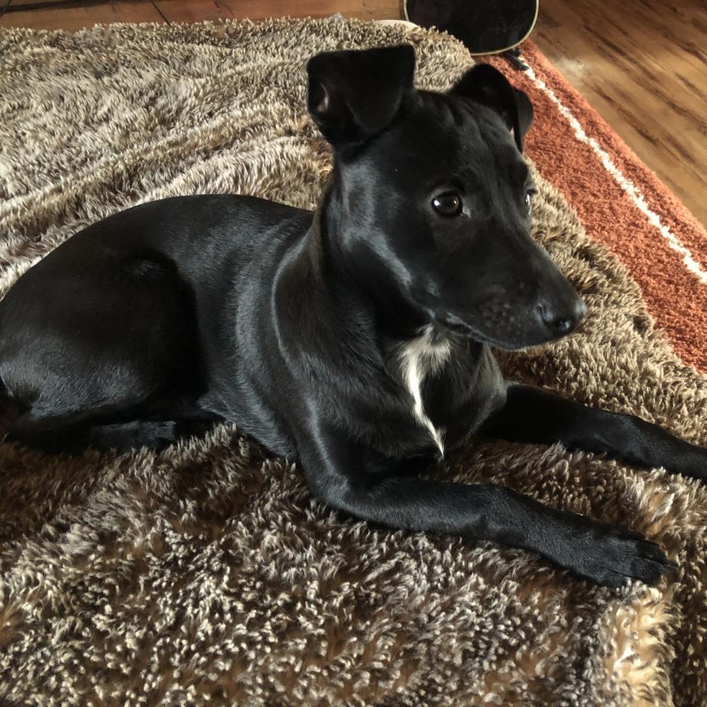Timon, an adoptable Pit Bull Terrier, German Shepherd Dog in Brainerd, MN, 56401 | Photo Image 7