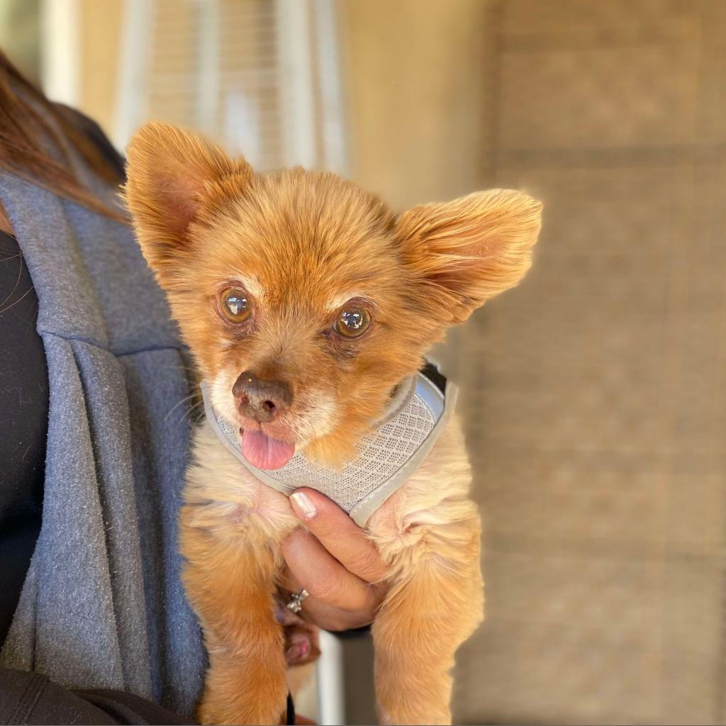 Milo, an adoptable Pomeranian in Ramona, CA, 92065 | Photo Image 1