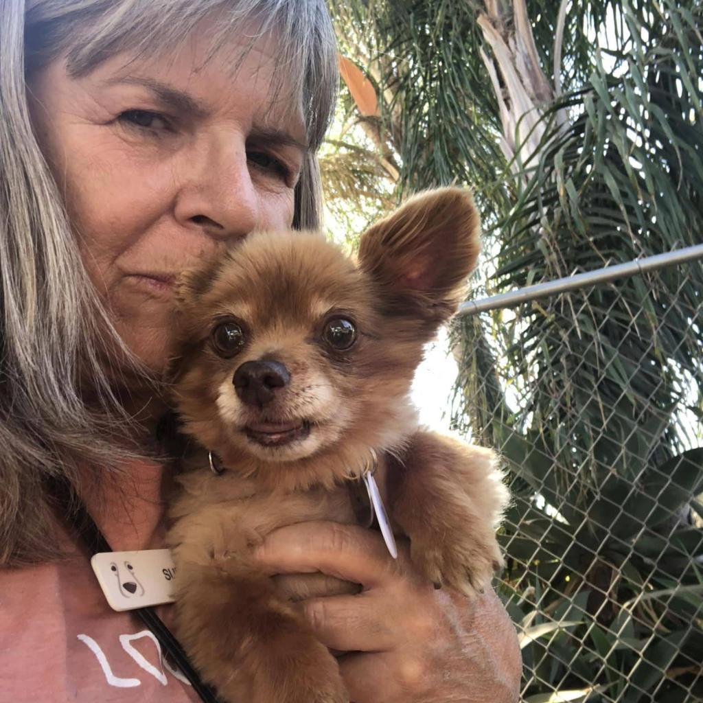 Milo, an adoptable Pomeranian in Ramona, CA, 92065 | Photo Image 4