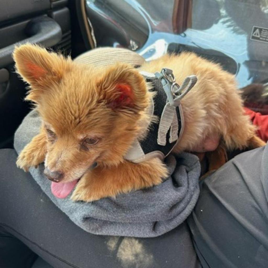 Milo, an adoptable Pomeranian in Ramona, CA, 92065 | Photo Image 5