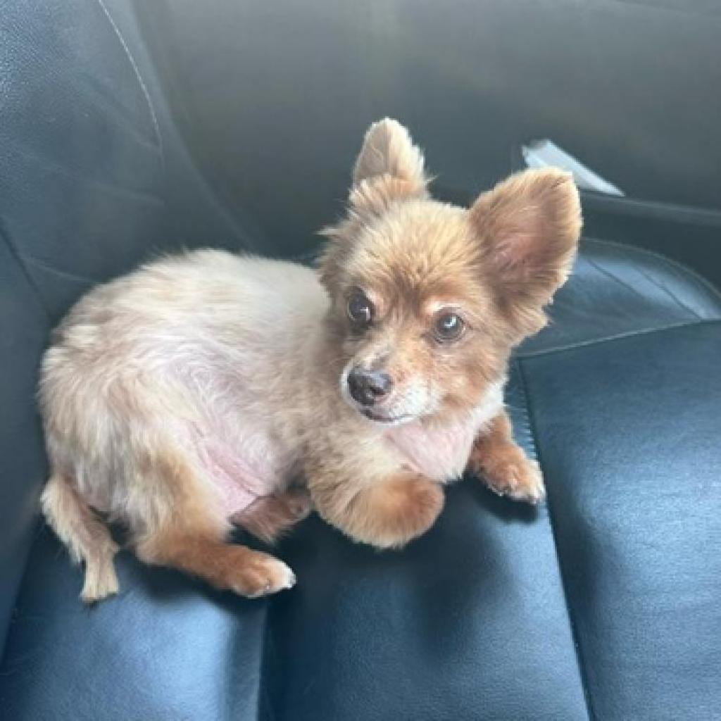 Milo, an adoptable Pomeranian in Ramona, CA, 92065 | Photo Image 6
