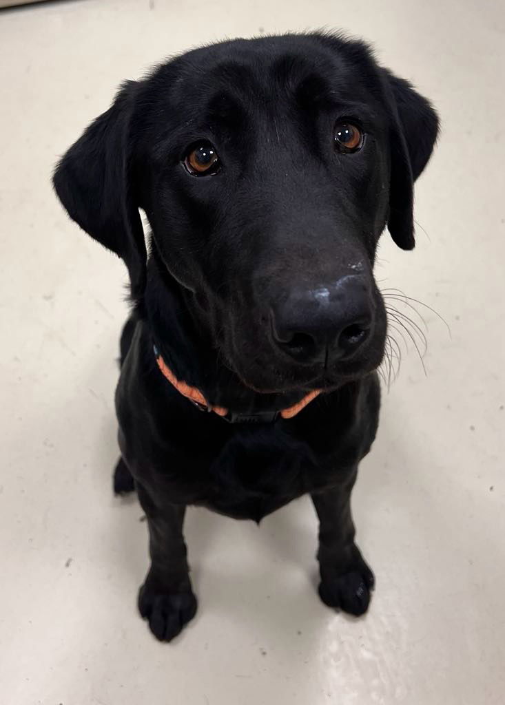 Luna, an adoptable Labrador Retriever in Webster, WI, 54893 | Photo Image 1