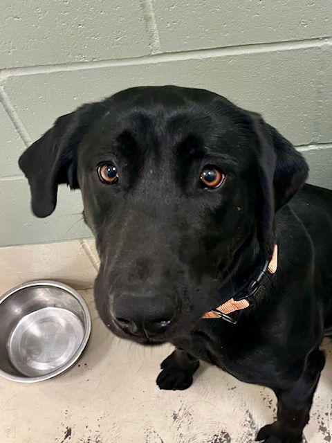 Luna, an adoptable Labrador Retriever in Webster, WI, 54893 | Photo Image 2