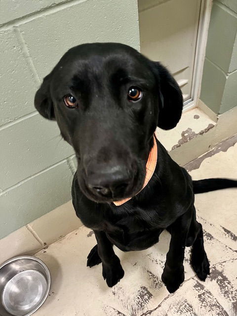 Luna, an adoptable Labrador Retriever in Webster, WI, 54893 | Photo Image 3