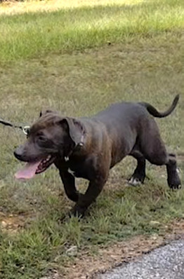 Tonka & Rip *BONDED PAIR