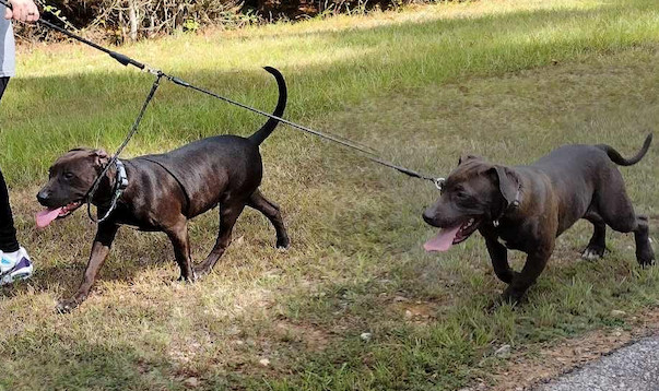 Tonka & Rip *BONDED PAIR