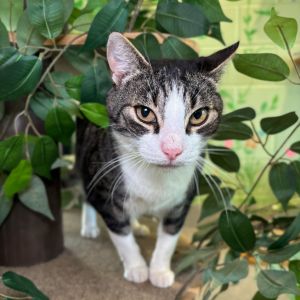 Simon, Senior Male Domestic Short Hair
