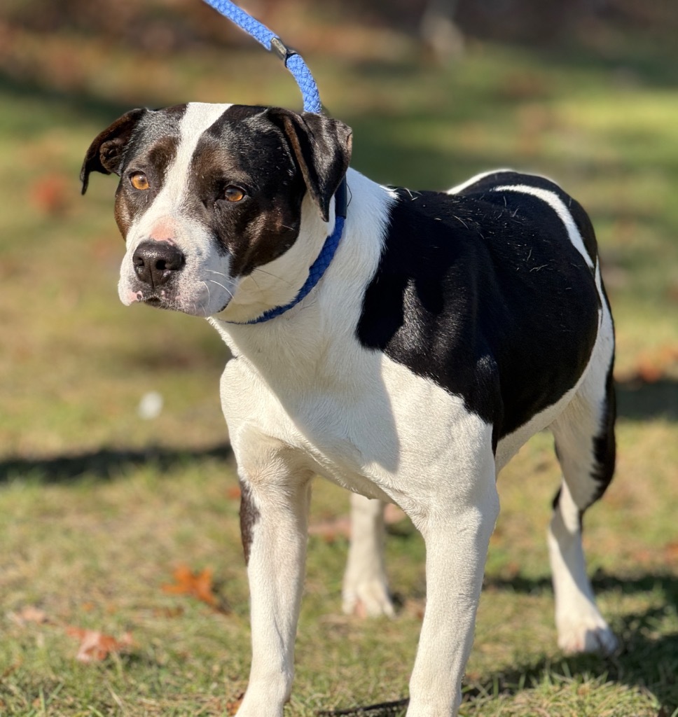 Joy, an adoptable Labrador Retriever, Spaniel in Muskegon, MI, 49442 | Photo Image 1