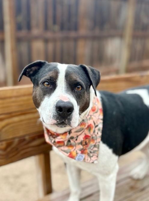 Joy, an adoptable Labrador Retriever, Spaniel in Muskegon, MI, 49442 | Photo Image 1