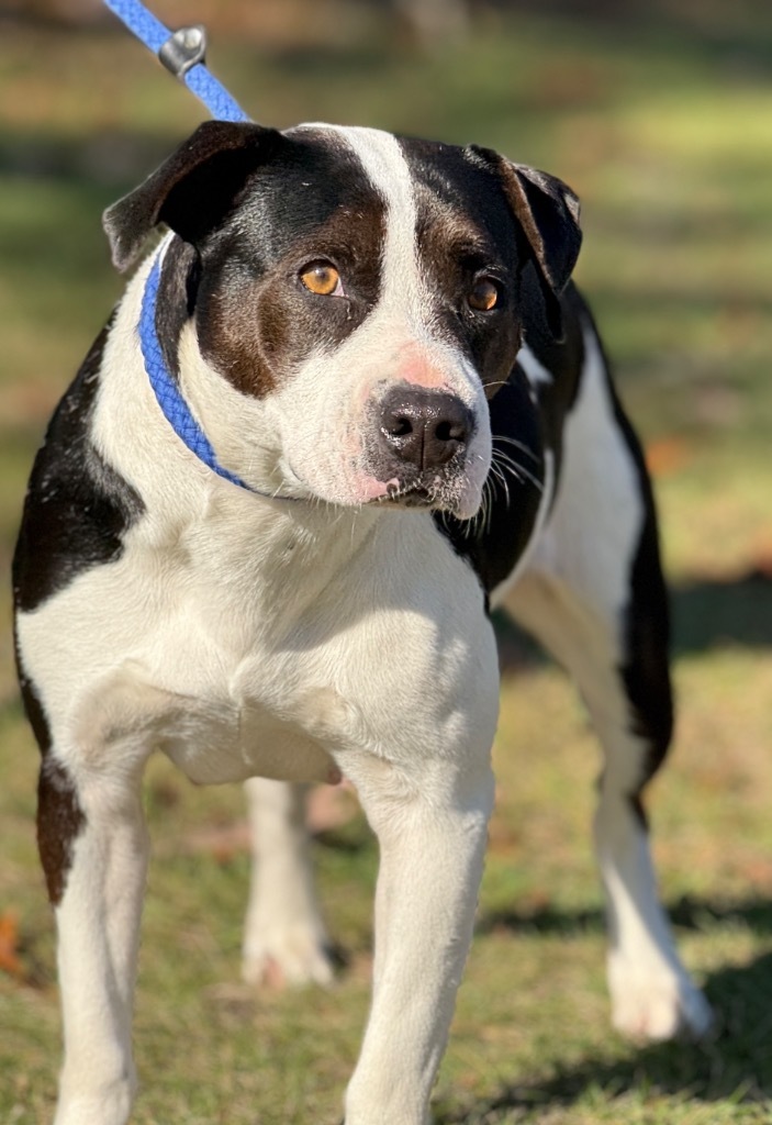 Joy, an adoptable Labrador Retriever, Spaniel in Muskegon, MI, 49442 | Photo Image 2
