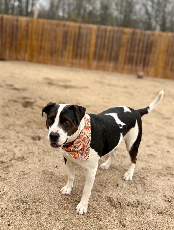 Joy, an adoptable Labrador Retriever, Spaniel in Muskegon, MI, 49442 | Photo Image 4
