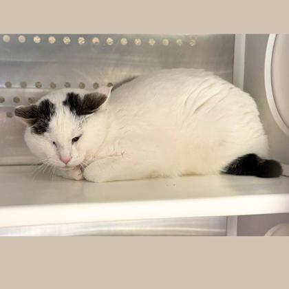 Barn Cat Theodore, an adoptable Domestic Short Hair in Caldwell, ID, 83607 | Photo Image 1