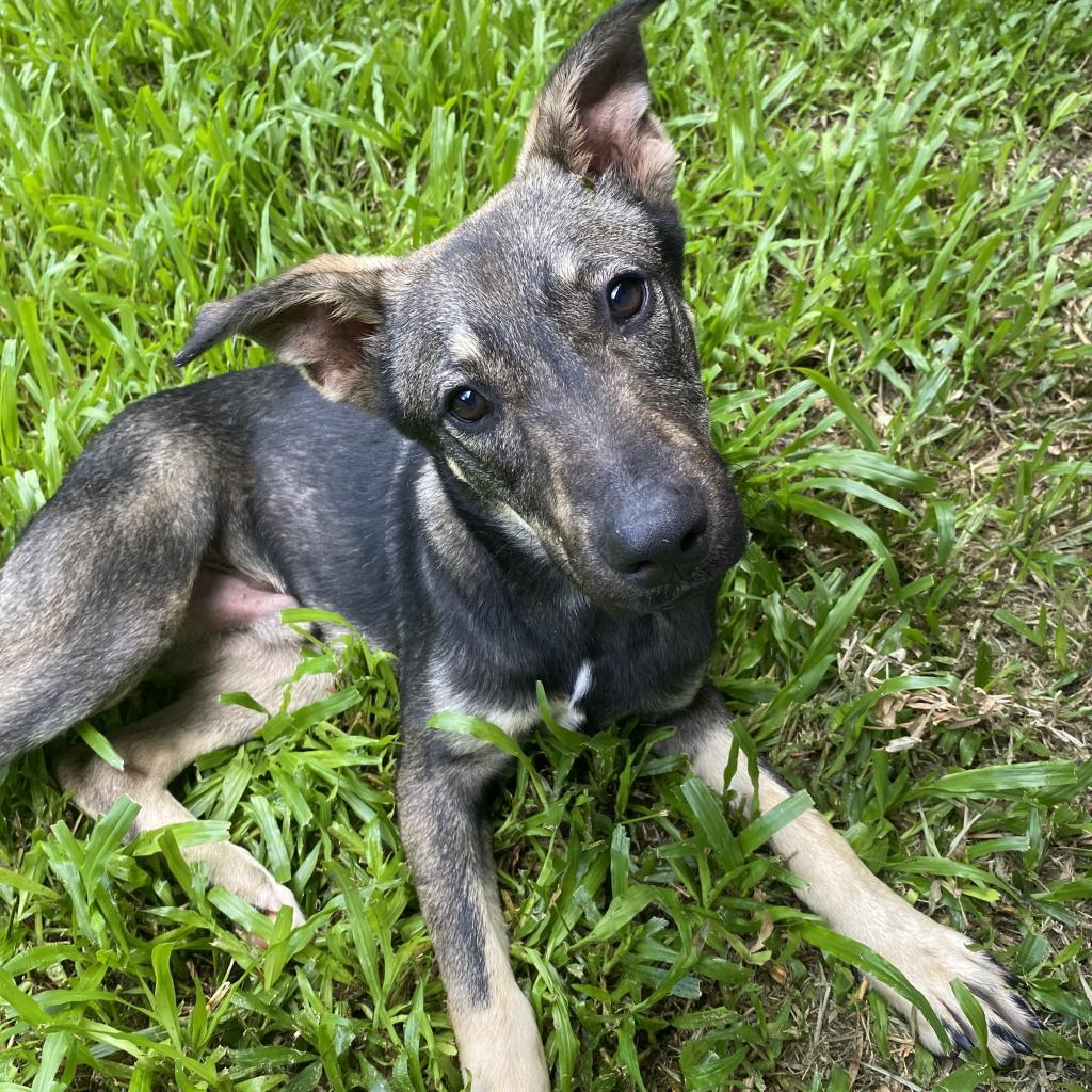 Badger (COH-A-11043), an adoptable Shepherd, Mixed Breed in Volcano, HI, 96785 | Photo Image 2