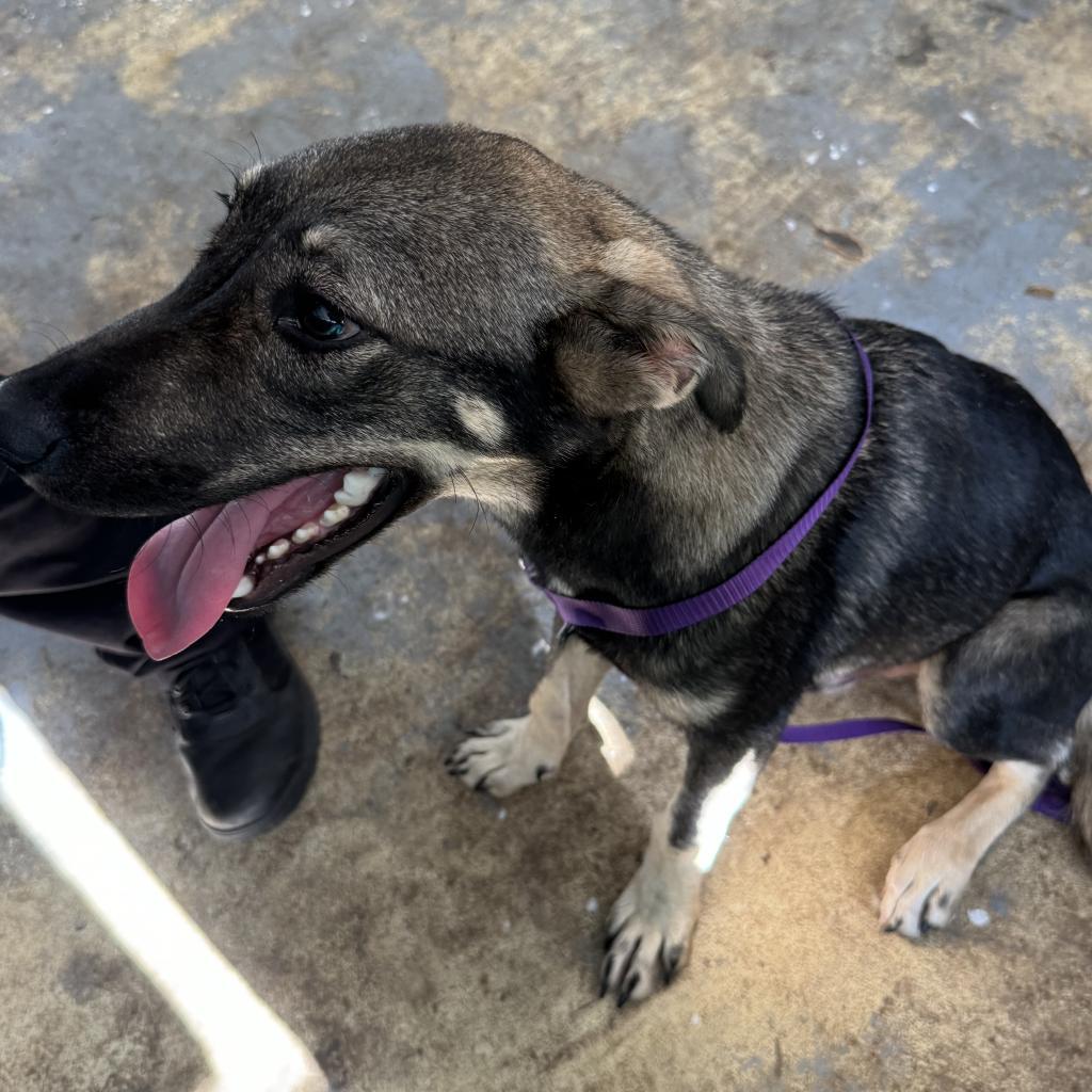 Badger (COH-A-11043), an adoptable Shepherd, Mixed Breed in Volcano, HI, 96785 | Photo Image 3