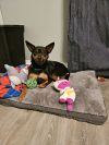 Penny photo 1