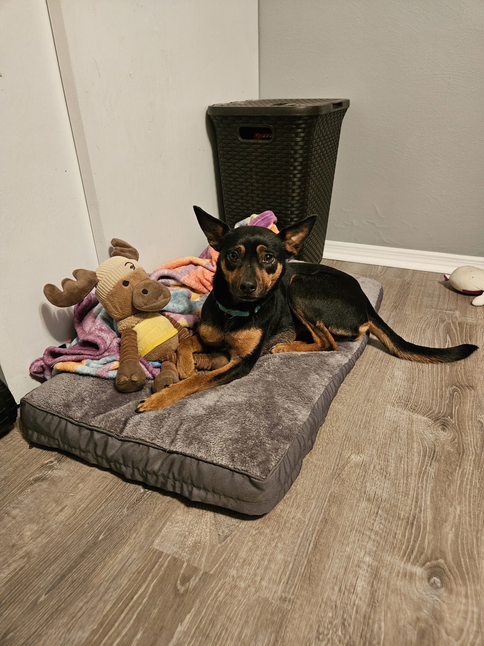 Penny