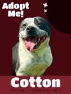Cotton photo 5