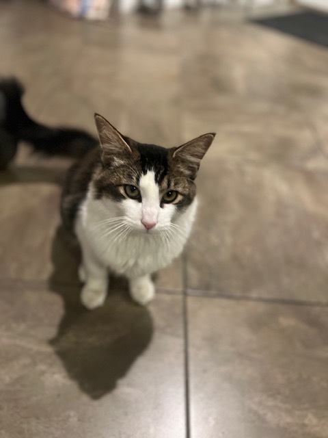 Leo, an adoptable Domestic Short Hair in Twin Falls, ID, 83301 | Photo Image 1