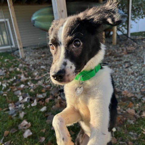 Mulberry--In Foster***ADOPTION PENDING*** 3