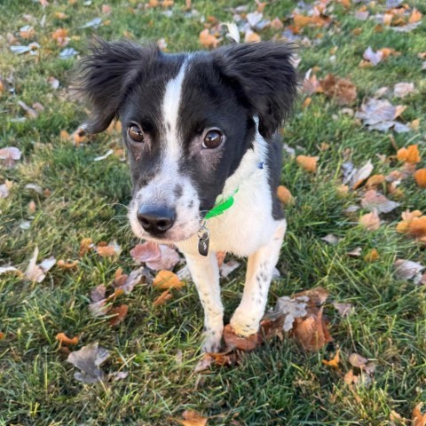 Mulberry--In Foster***ADOPTION PENDING*** 4