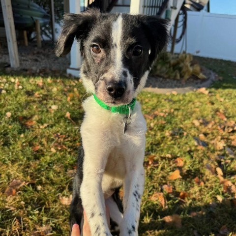 Mulberry--In Foster***ADOPTION PENDING*** 5