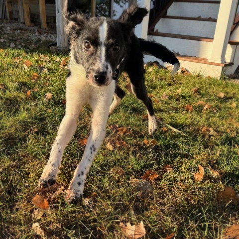 Mulberry--In Foster***ADOPTION PENDING*** 6