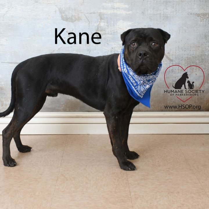 Kane 3