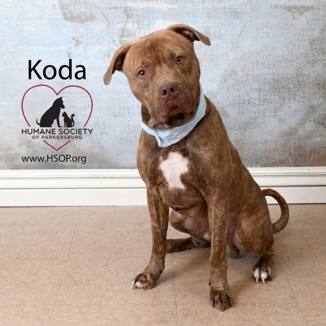 Koda