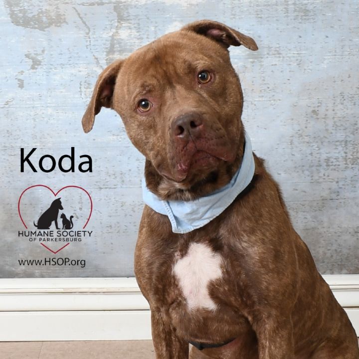 Koda 3