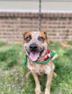 Gadget, Young Male Australian Cattle Dog / Blue Heeler