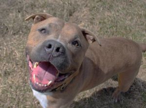 Otis, Adult Male Pit Bull Terrier