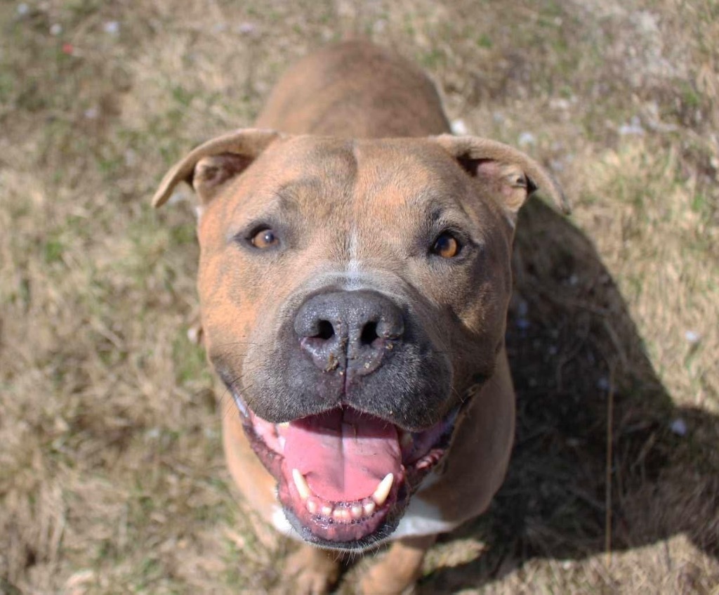 Otis