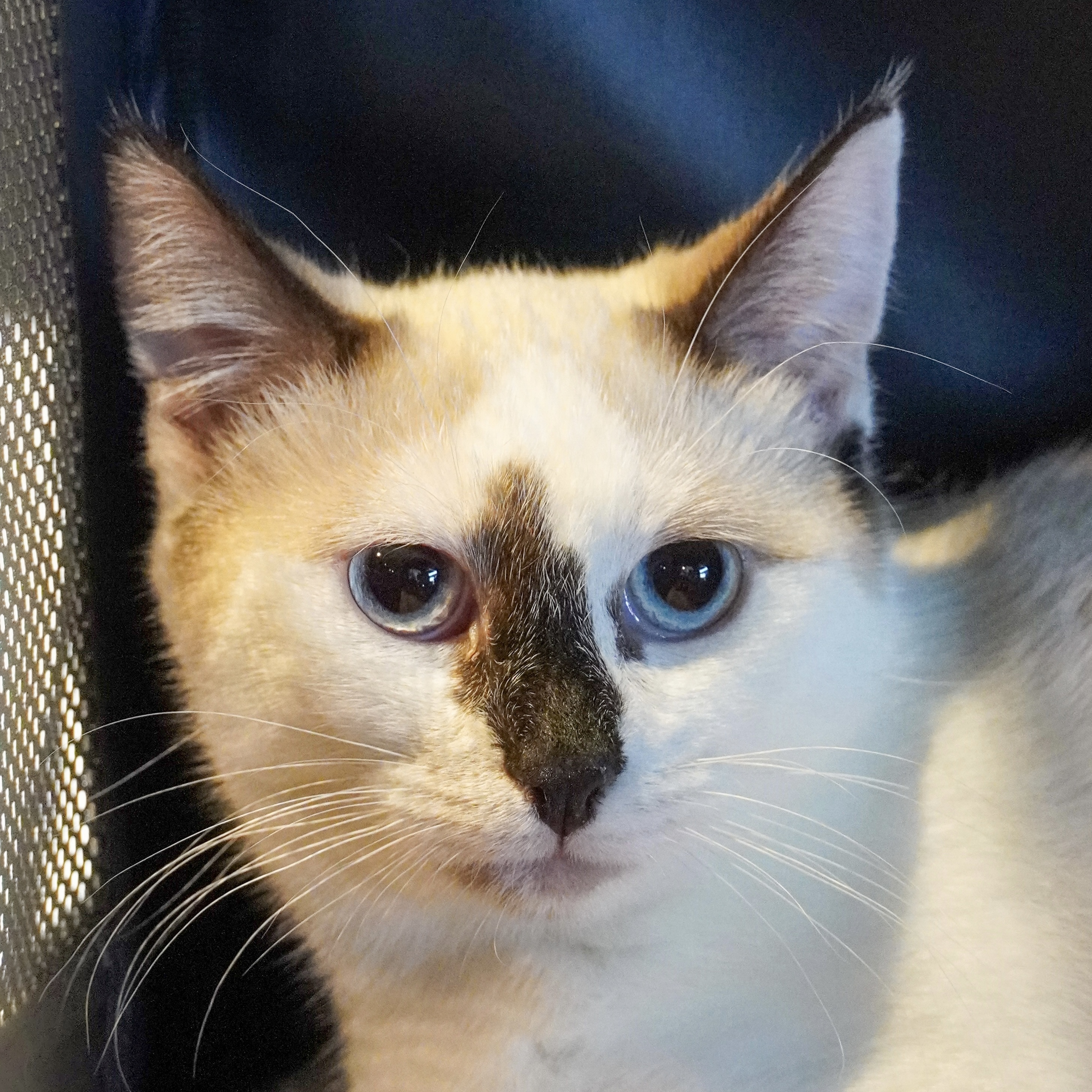 Jujube, an adoptable Domestic Short Hair, Snowshoe in Santa Fe, NM, 87501 | Photo Image 1