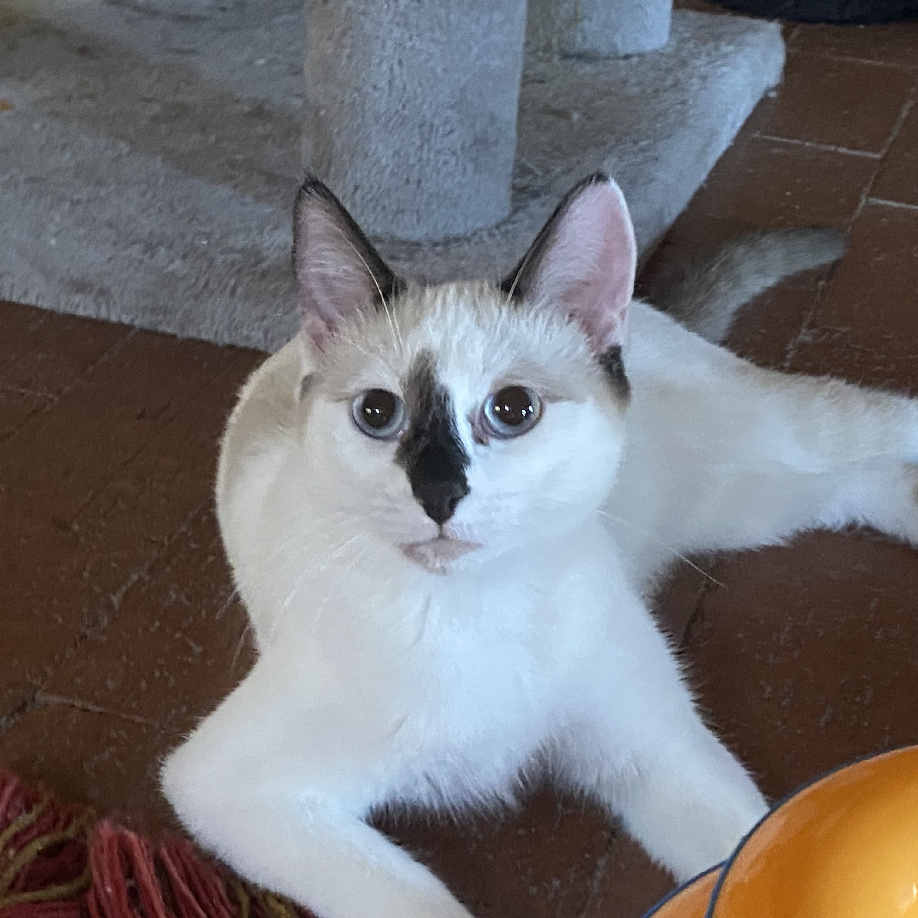 Jujube, an adoptable Domestic Short Hair, Snowshoe in Santa Fe, NM, 87501 | Photo Image 2