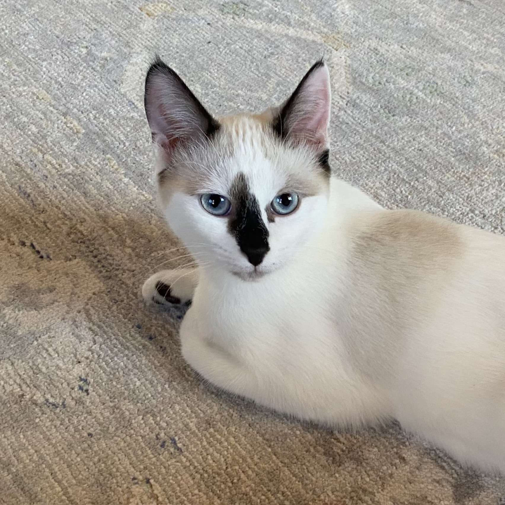 Jujube, an adoptable Domestic Short Hair, Snowshoe in Santa Fe, NM, 87501 | Photo Image 3