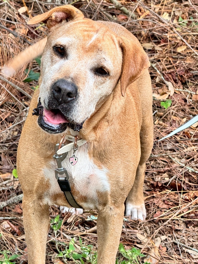 Goldie