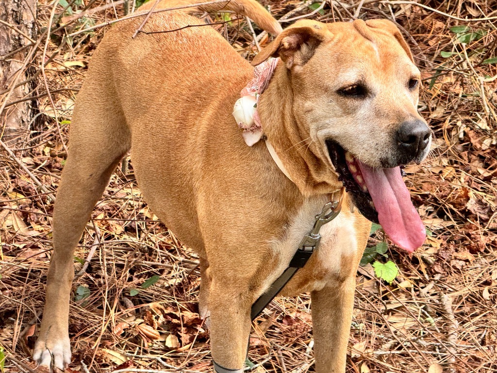 Goldie