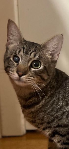 Lupa, an adoptable Tabby, Domestic Short Hair in Pineville, LA, 71361 | Photo Image 1