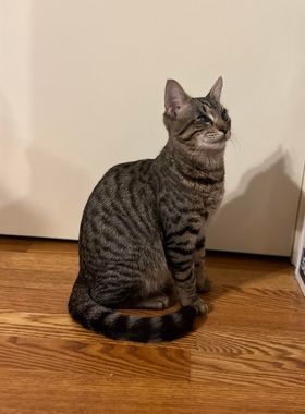 Lupa, an adoptable Tabby, Domestic Short Hair in Pineville, LA, 71361 | Photo Image 2