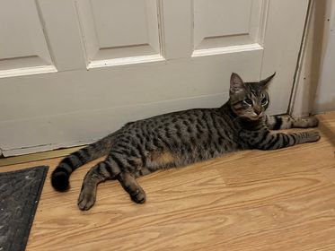 Lupa, an adoptable Tabby, Domestic Short Hair in Pineville, LA, 71361 | Photo Image 3