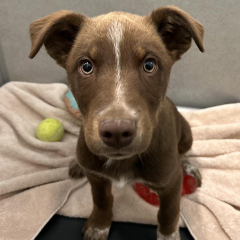 Riddler, an adoptable Mixed Breed in Hailey, ID, 83333 | Photo Image 1