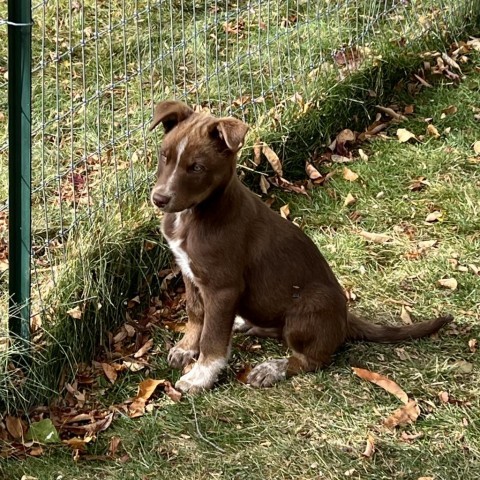 Riddler, an adoptable Mixed Breed in Hailey, ID, 83333 | Photo Image 3