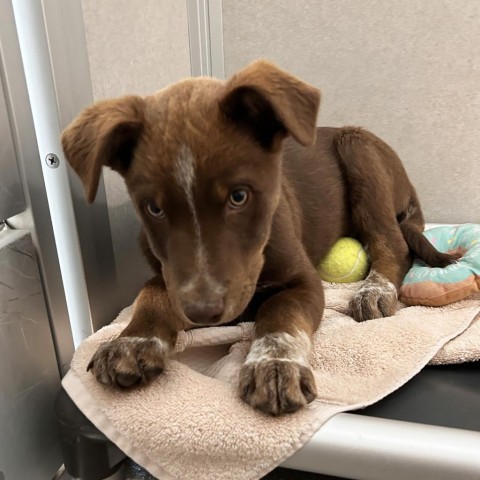 Riddler, an adoptable Mixed Breed in Hailey, ID, 83333 | Photo Image 4