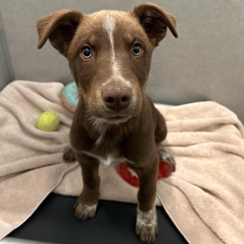 Riddler, an adoptable Mixed Breed in Hailey, ID, 83333 | Photo Image 5