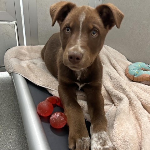 Riddler, an adoptable Mixed Breed in Hailey, ID, 83333 | Photo Image 6