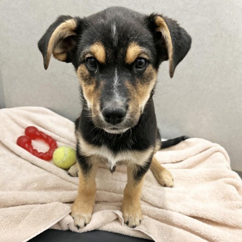 Penguin, an adoptable Mixed Breed in Hailey, ID, 83333 | Photo Image 1