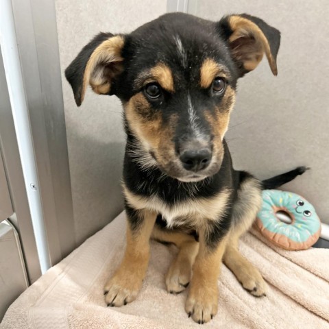 Penguin, an adoptable Mixed Breed in Hailey, ID, 83333 | Photo Image 3